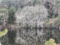 Trees reflection in Lake Karapiro in the North Island of New Zealand