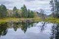 Trees with Reflection, Muskrat Dam, North Woods of Wisconsin, USA Royalty Free Stock Photo