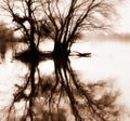 Trees and reflection in sepia