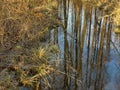 Trees Reflection In Thawing Water