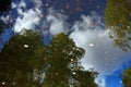 Trees reflection in the water Royalty Free Stock Photo