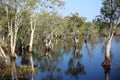 Trees reflection water Royalty Free Stock Photo