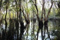 Trees reflection water Royalty Free Stock Photo