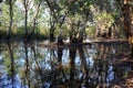 Trees reflection water Royalty Free Stock Photo