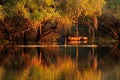 Trees and reflection