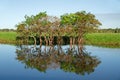 Trees with reflections Royalty Free Stock Photo