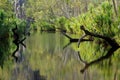 Trees with reflections Royalty Free Stock Photo