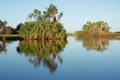 Trees with reflections Royalty Free Stock Photo