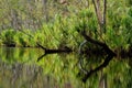 Trees with reflections Royalty Free Stock Photo