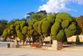 Trees at Retiro park - Madrid Royalty Free Stock Photo