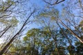 Trees at Ribeirao Preto city park, aka Curupira Park Royalty Free Stock Photo