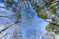 Trees at Ribeirao Preto city park, aka Curupira Park Royalty Free Stock Photo