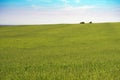 Trees on the ridgeline of a farm on PEI Royalty Free Stock Photo