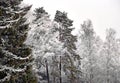 Trees in rime frost Royalty Free Stock Photo