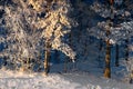 Trees with rime frost Royalty Free Stock Photo