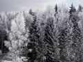 Trees with rime frost Royalty Free Stock Photo