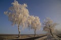 Trees with rime Royalty Free Stock Photo