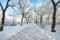 The trees with rime and path scenic Royalty Free Stock Photo