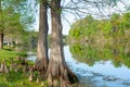 Trees in river Orlando Florida USA J Blanchard Park Royalty Free Stock Photo