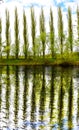 Trees by the river