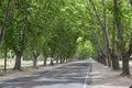 trees on the road Royalty Free Stock Photo
