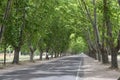 trees on the road