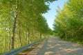 Trees and road Royalty Free Stock Photo