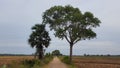 Trees by the roadside