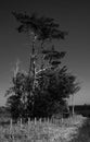 Trees, roadside, sinister, black and white.