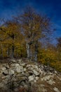 Trees on rock formation Royalty Free Stock Photo