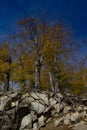 Trees on rock formation Royalty Free Stock Photo