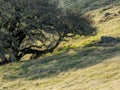 Trees and rocks in hilly meadow