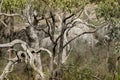 Trees and Rocks in John Forrest National Park