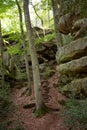 Trees and rocks with moss and plants in Luxemburg, Mullerthal trail on a sunny day