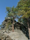 Trees and rocks, natural terrain at Mount Rushmore National Memorial, Keystone, SD Royalty Free Stock Photo