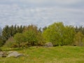 Trees and rocks on a Norwegian mountain plateau