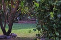 Trees Rocks Plants Cozy Place Garden lawn Tropical Background