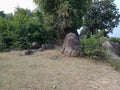 Trees and rocks texture Royalty Free Stock Photo