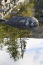 Trees, rocks and their reflection in the stream.