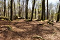 Trees and rocks at the top of Felsenmeer