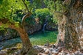 Trees on rocky banks