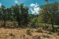 Trees on a rocky hill slope with dry bushes