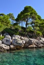 Trees on rocky sea shore Royalty Free Stock Photo