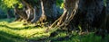 Trees root in green grass Royalty Free Stock Photo