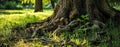 Trees root in green grass Royalty Free Stock Photo