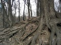 Trees, root Royalty Free Stock Photo