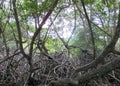 Trees root in swamp forest Royalty Free Stock Photo