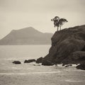 Trees rooted into edge of a cliff and the ocean