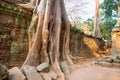 Trees Rooting in the Walls of Cambodia`s Angkor Wat Archaeological Park