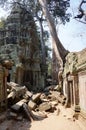 Trees and roots growing over the ruins of Ta Prohm temple